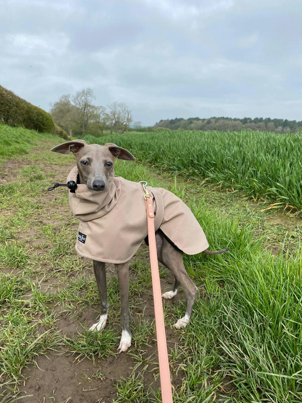 THE DOBBY Raincoat - Iggy Size