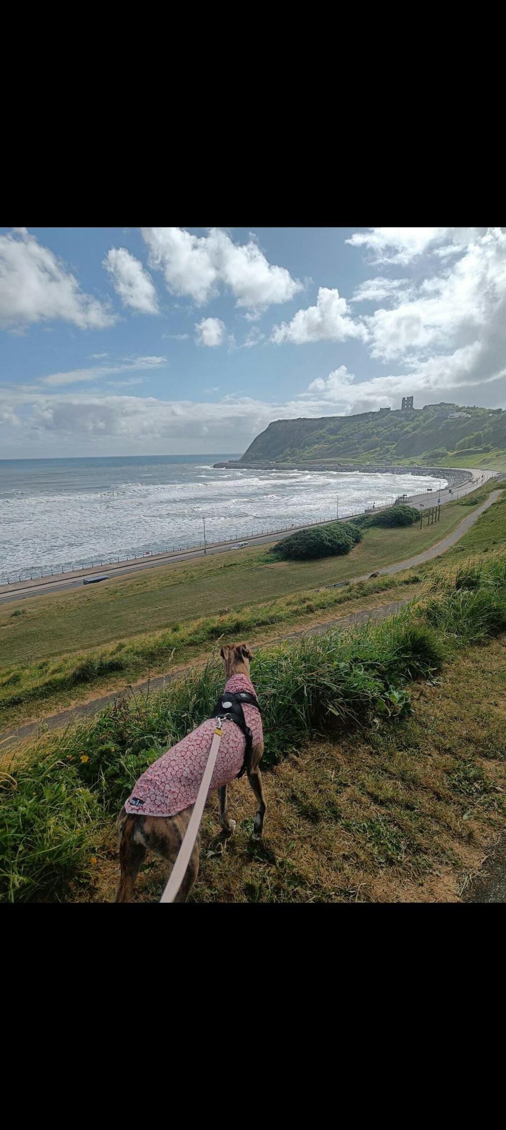 THE BELLA Daisy Lightweight Whippet T-shirt