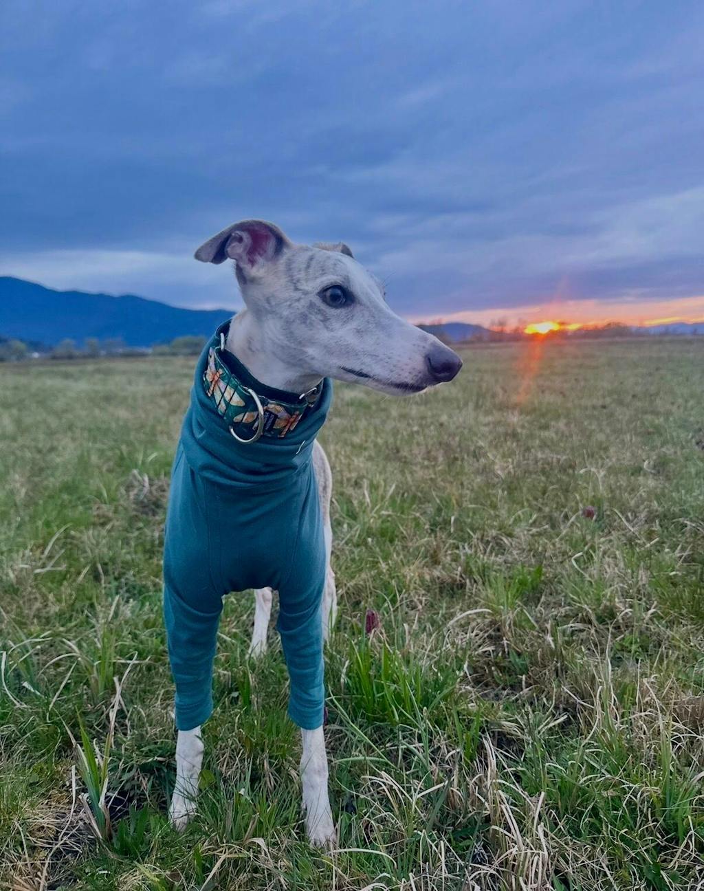 THE CAIRO Whippet Jumper (Blues)