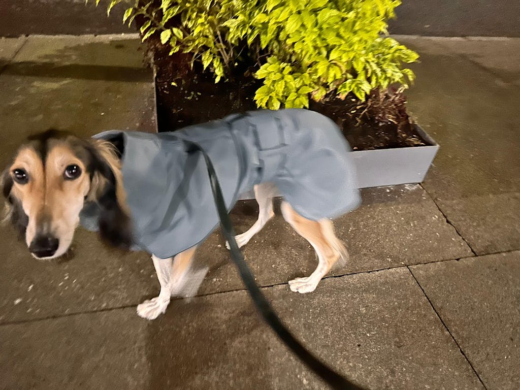 THE ELSA Whippet Trench Raincoat - Earthy tones