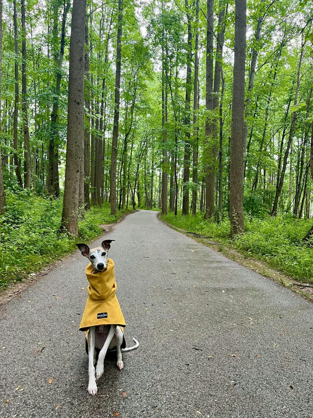 THE ROXY Lightweight, Water Resistant, Whippet Raincoat