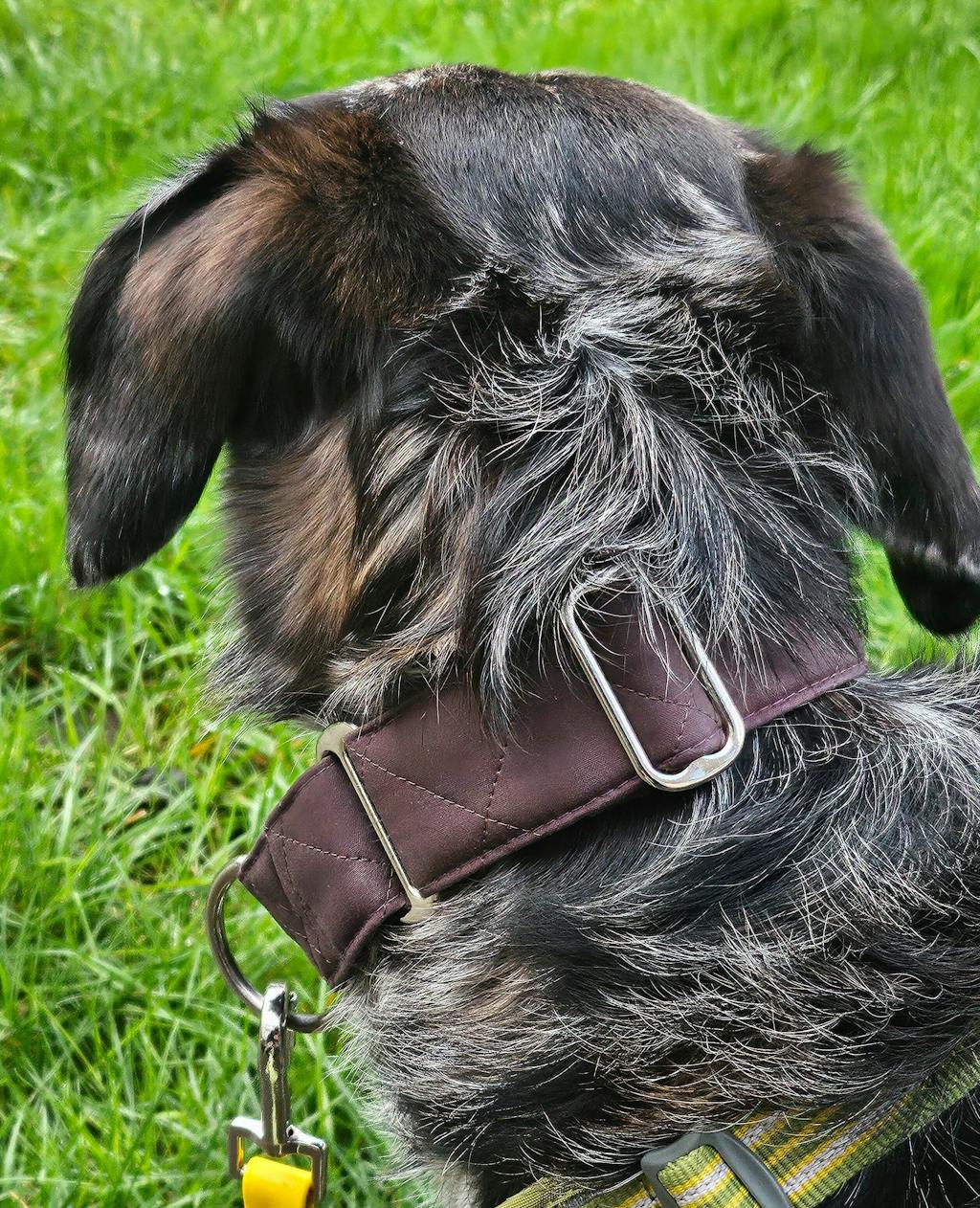 THE MARGOT Martingale Collar