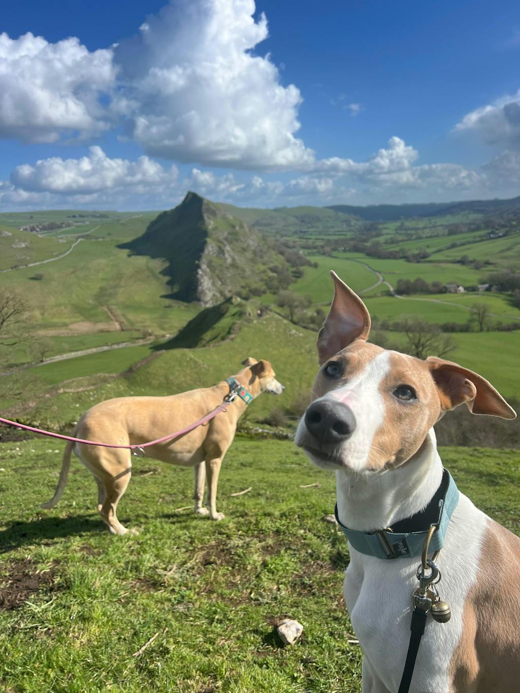 The ELSA Martingale Collar