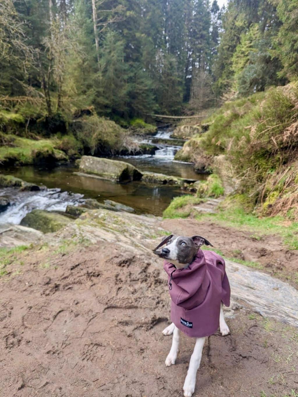 THE ELSA Lightweight, Water Resistant, Whippet Raincoat - Sherpa Edition