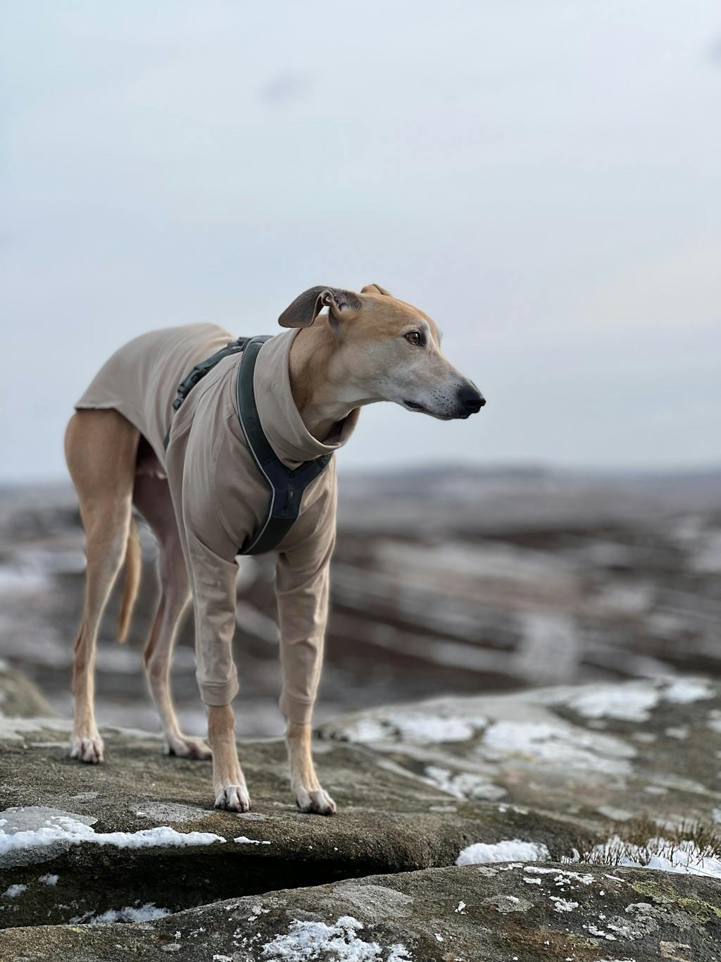 THE CAIRO Jumper (Lights) - Greyhound Size