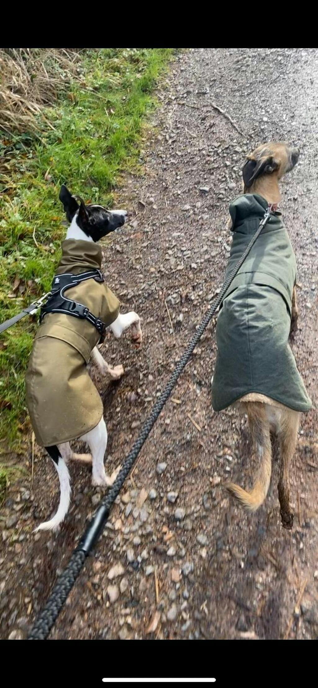 THE OLLIE Water-resistant Puppy Raincoat