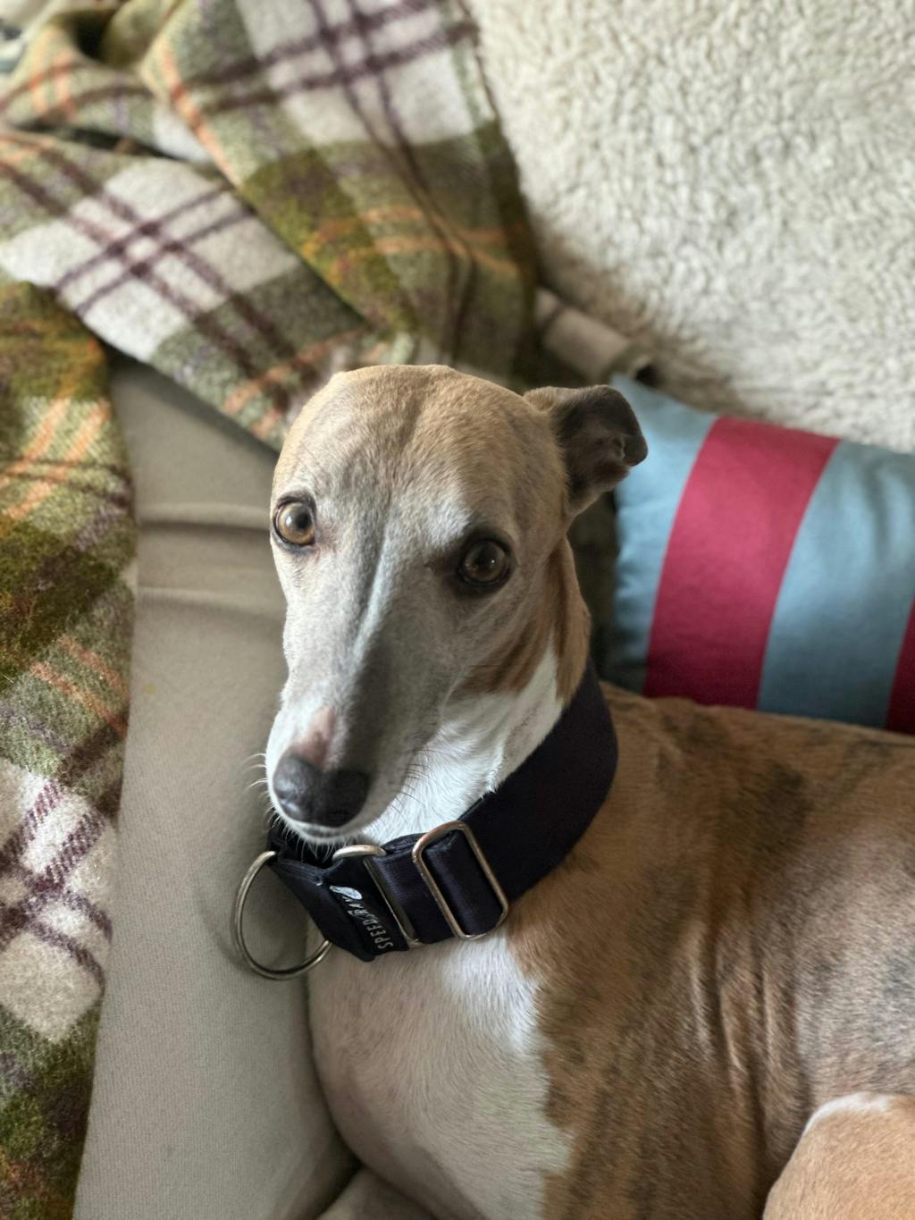 The ELSA Martingale Collar