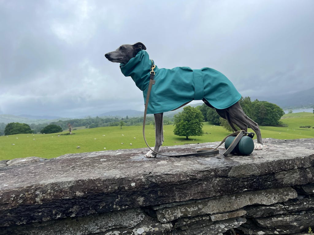 THE ELSA Lightweight, Water Resistant, Whippet Raincoat