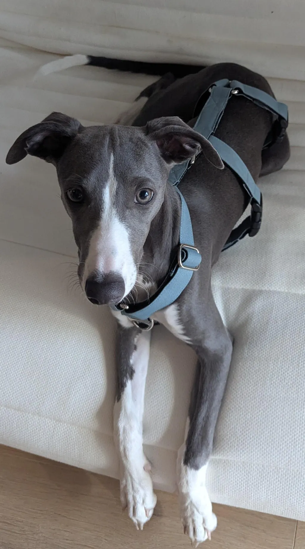 THE ELSA 3 Point Harness