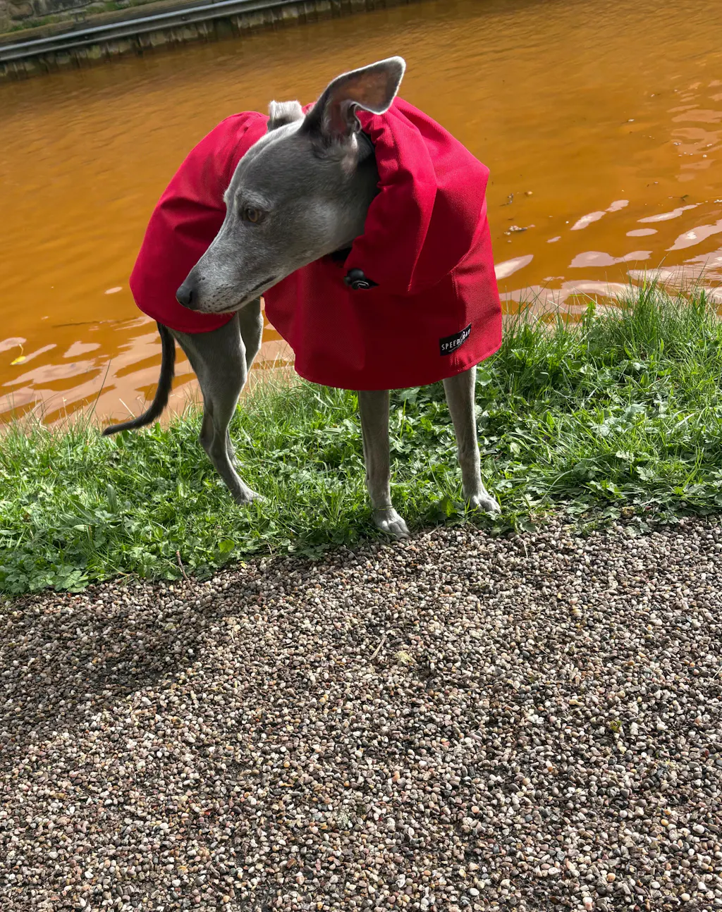 THE ROXY Lightweight, Water Resistant, Whippet Raincoat