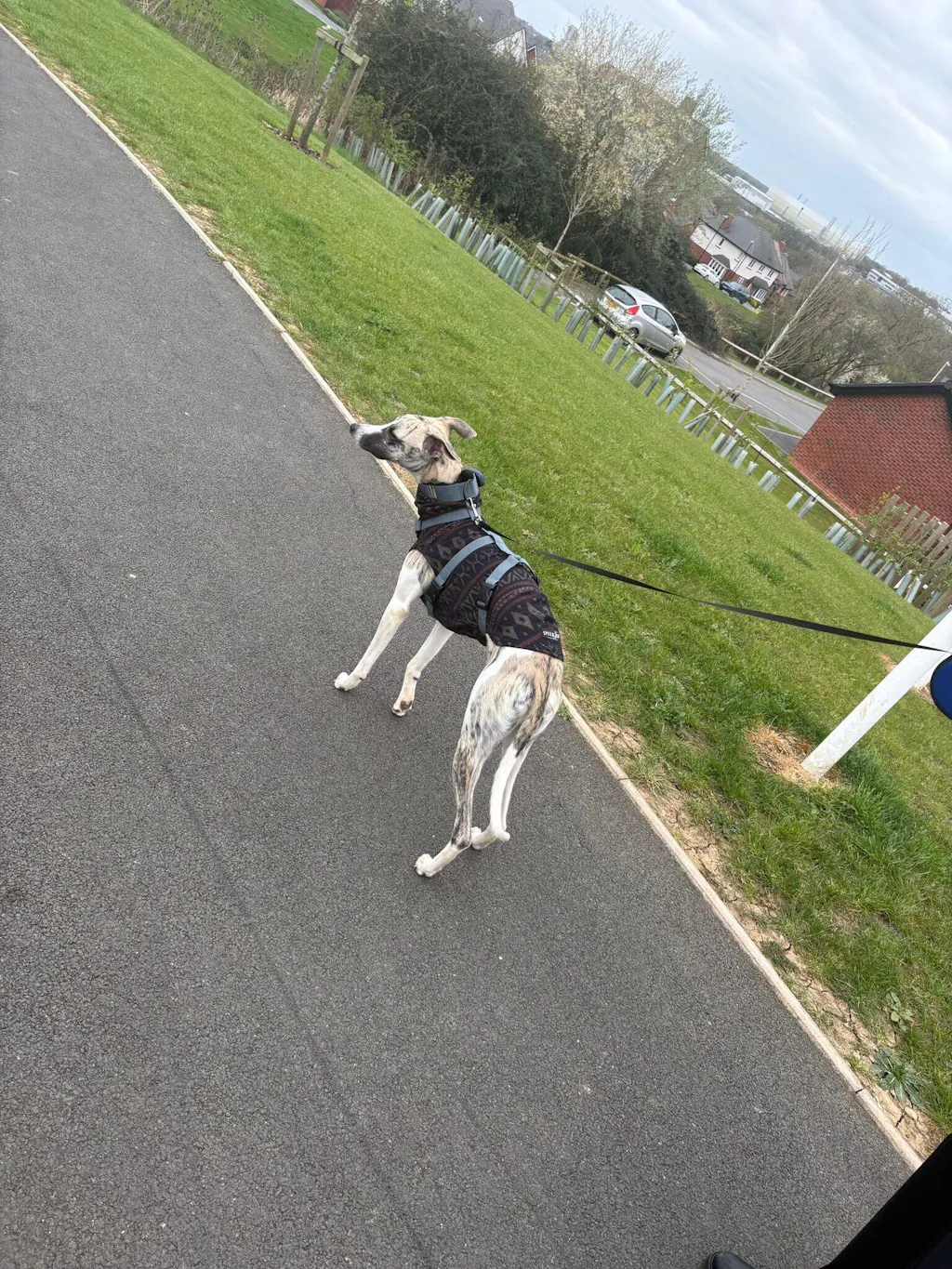 THE ELSA 3 Point Harness