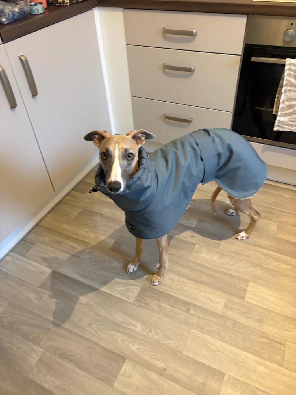 THE ELSA Lightweight, Water Resistant, Whippet Raincoat - Sherpa Edition