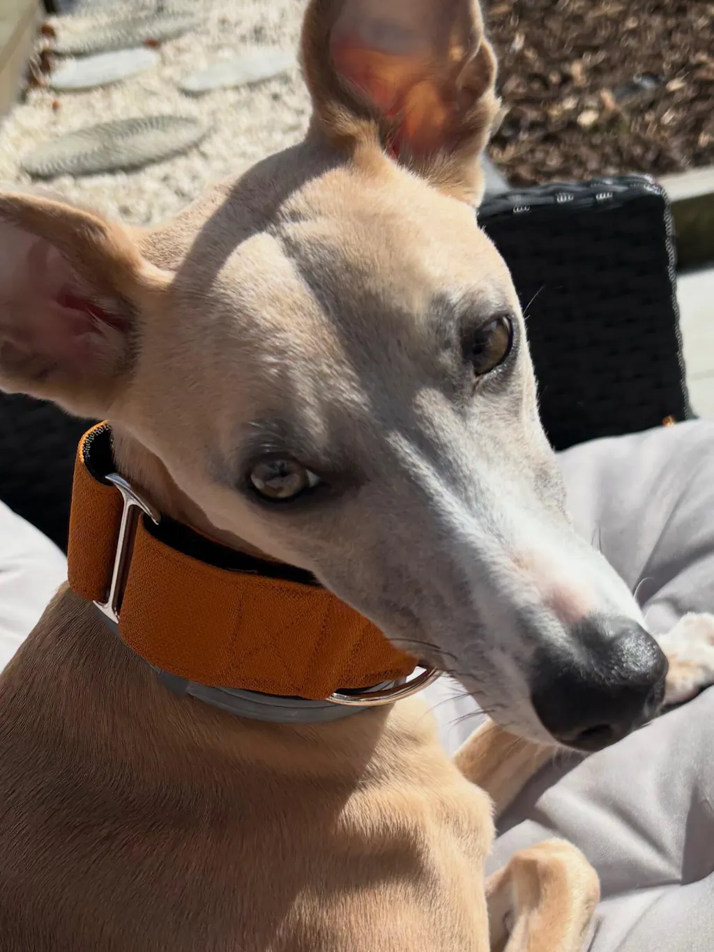 The ELSA Martingale Collar