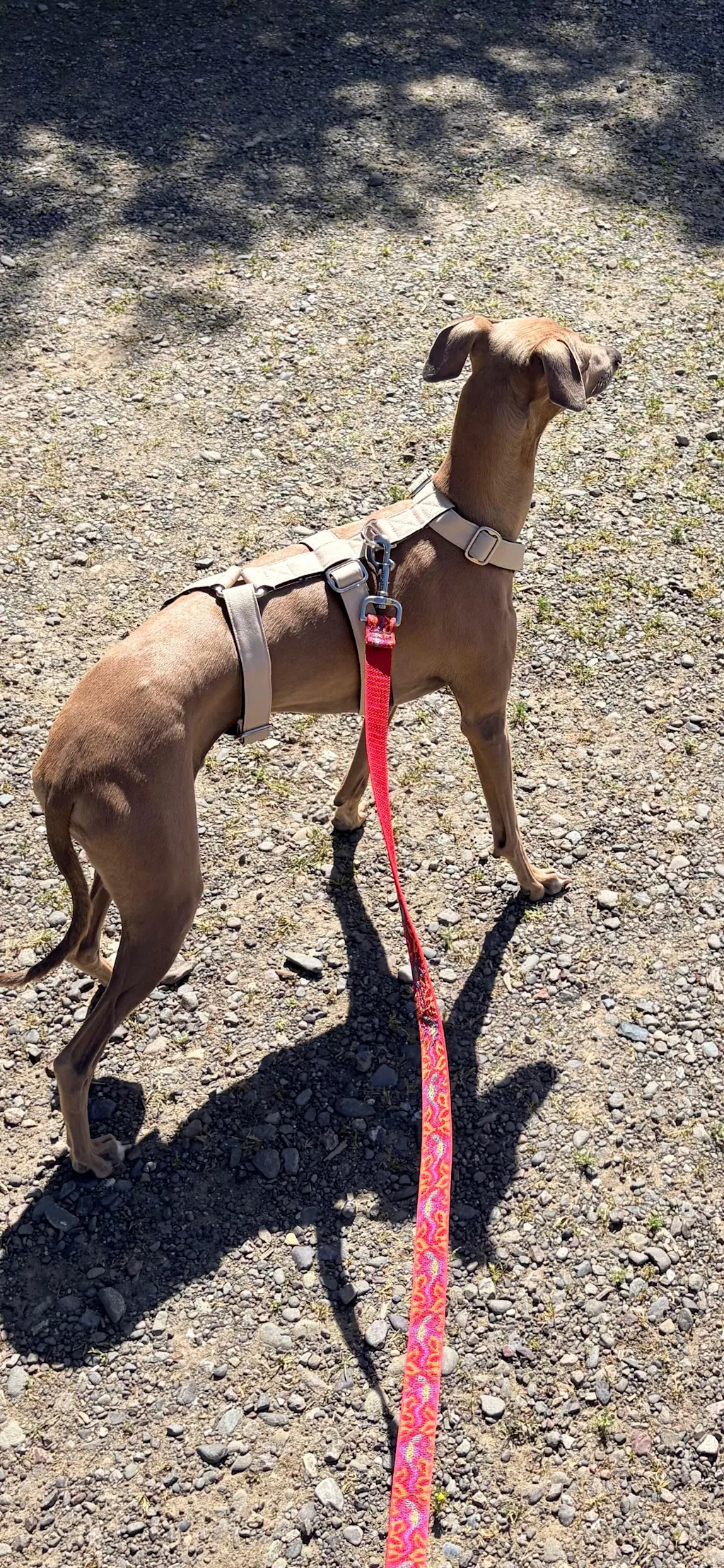 THE ELSA 3 Point Harness