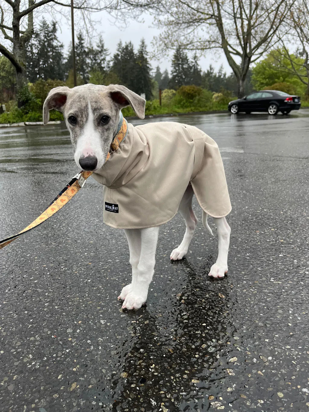 THE OLLIE Water-resistant Puppy Raincoat