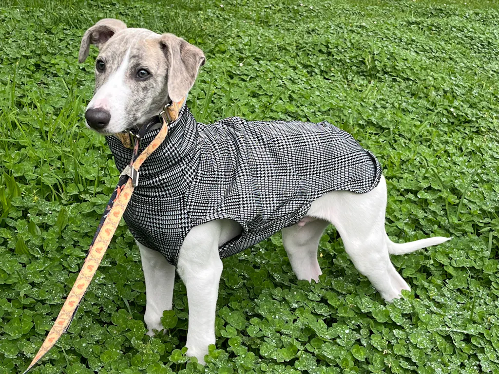 THE MADDY Puppy Dog Tooth Jumper