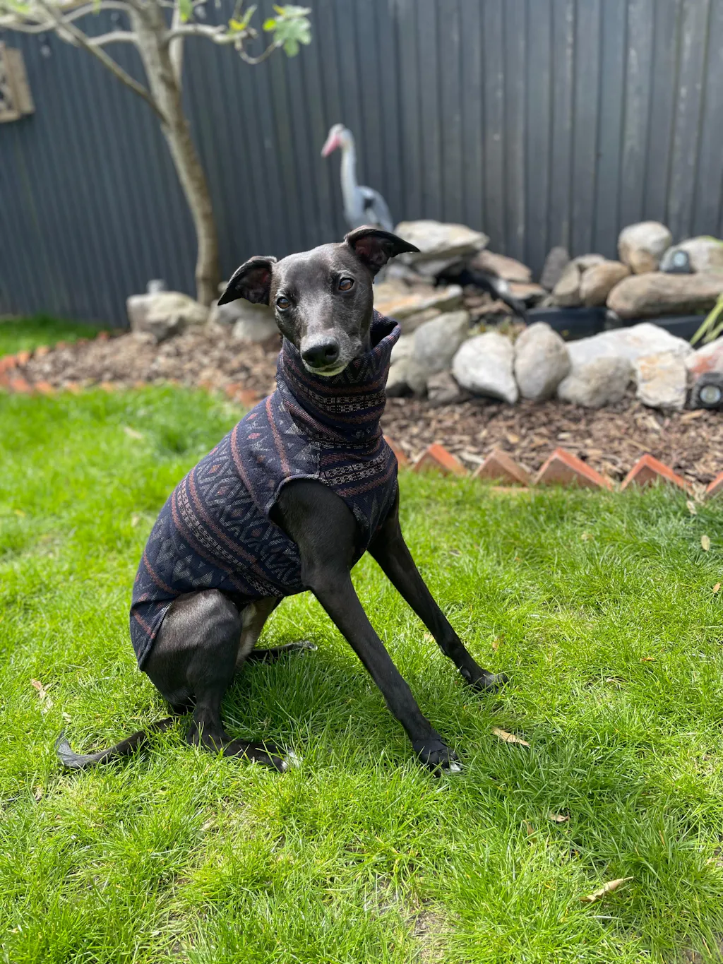 THE SAMMY Whippet Jumper