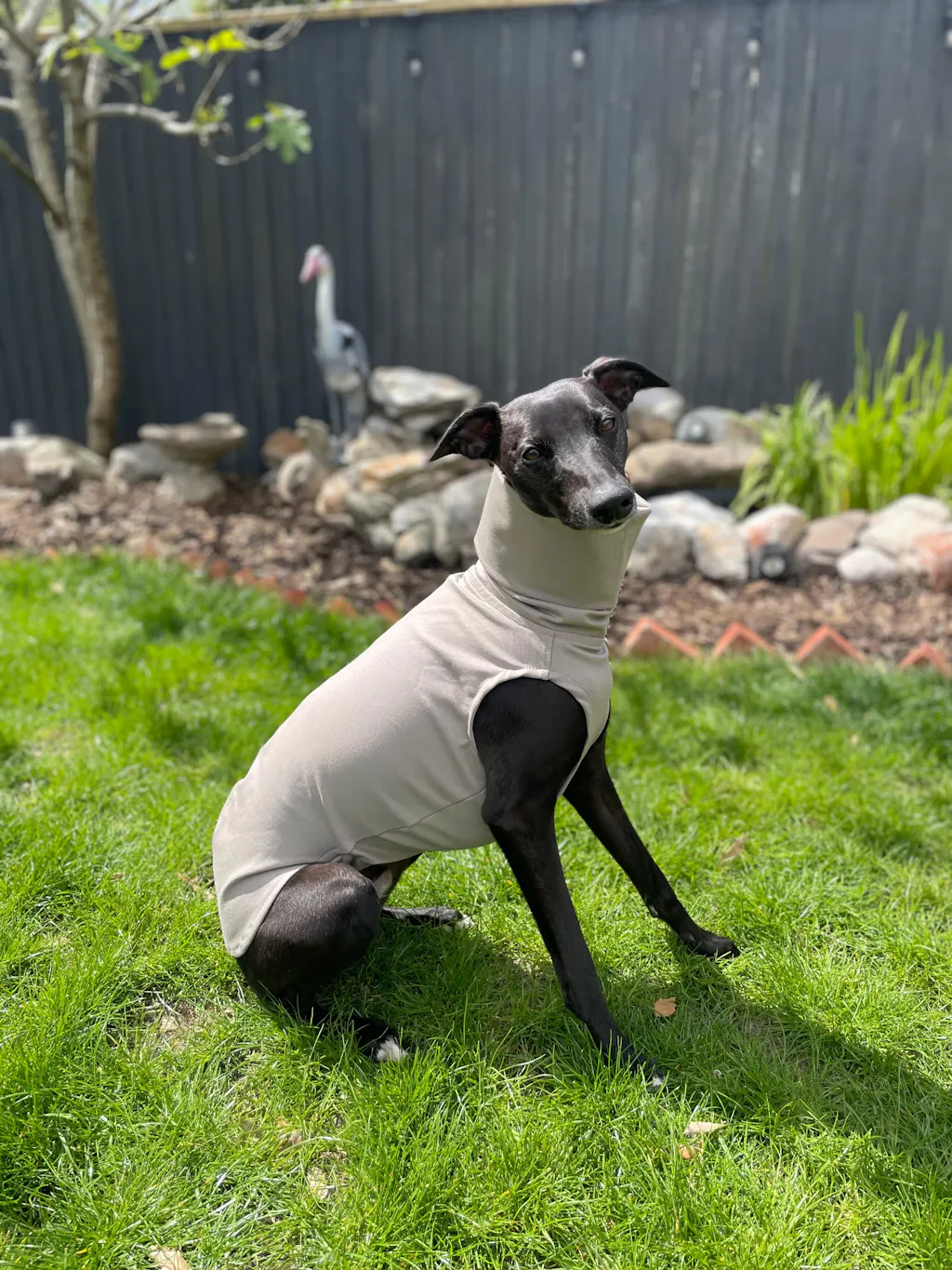 THE CAIRO Whippet Jumper (Lights)