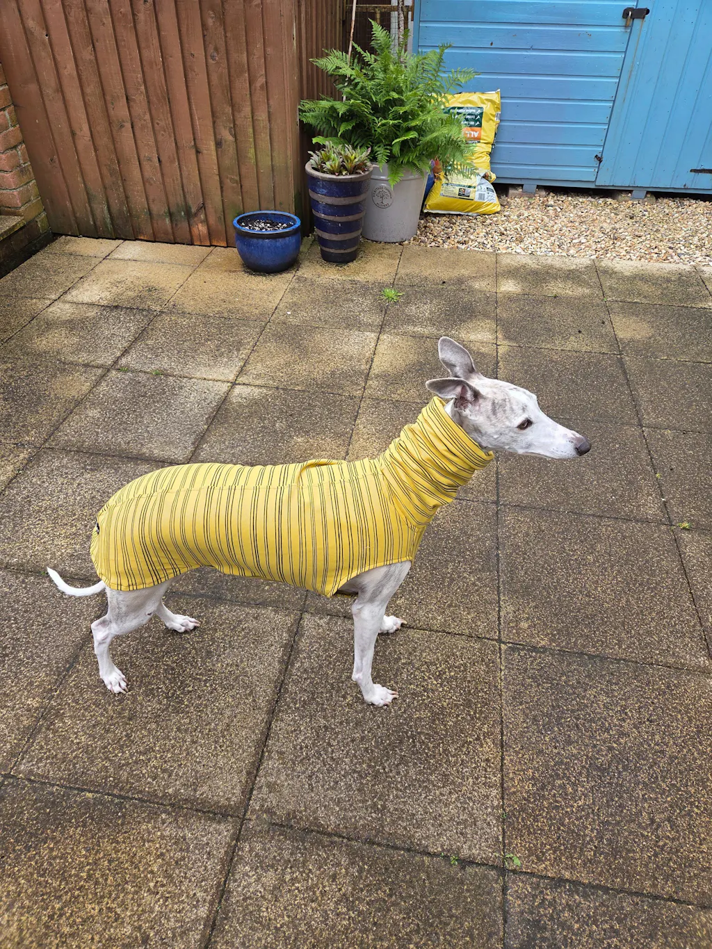 THE BEAU Organic Cotton Whippet Jumper