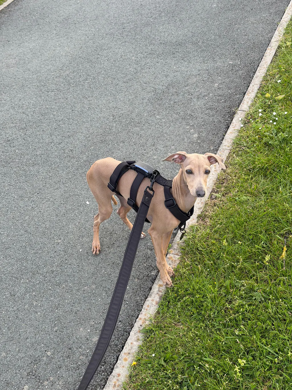 THE ELSA 3 Point Harness
