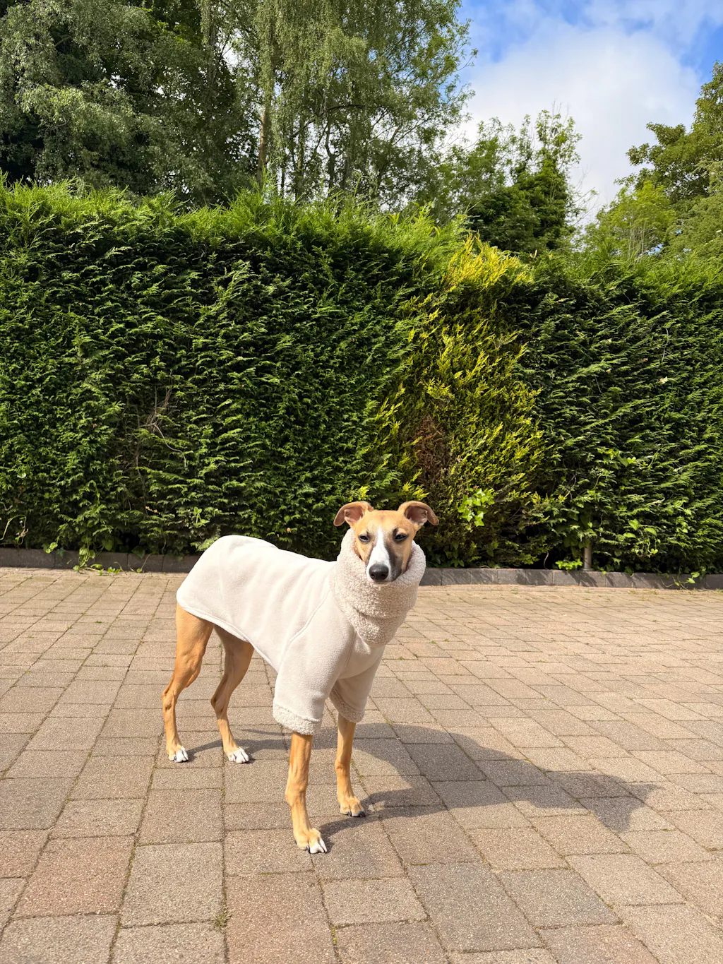 THE BERRY Short Sleeved Premium Fleece Whippet Jumper