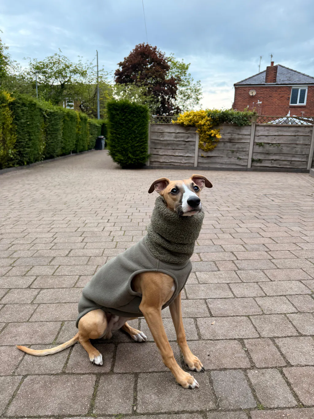 THE BERRY Premium Fleece Whippet Jumper