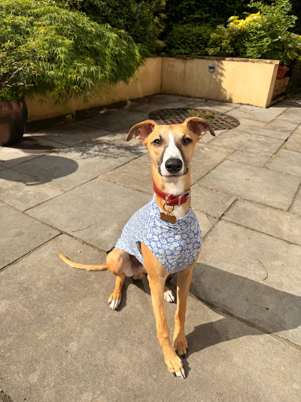 THE BELLA Daisy Lightweight Whippet T-shirt