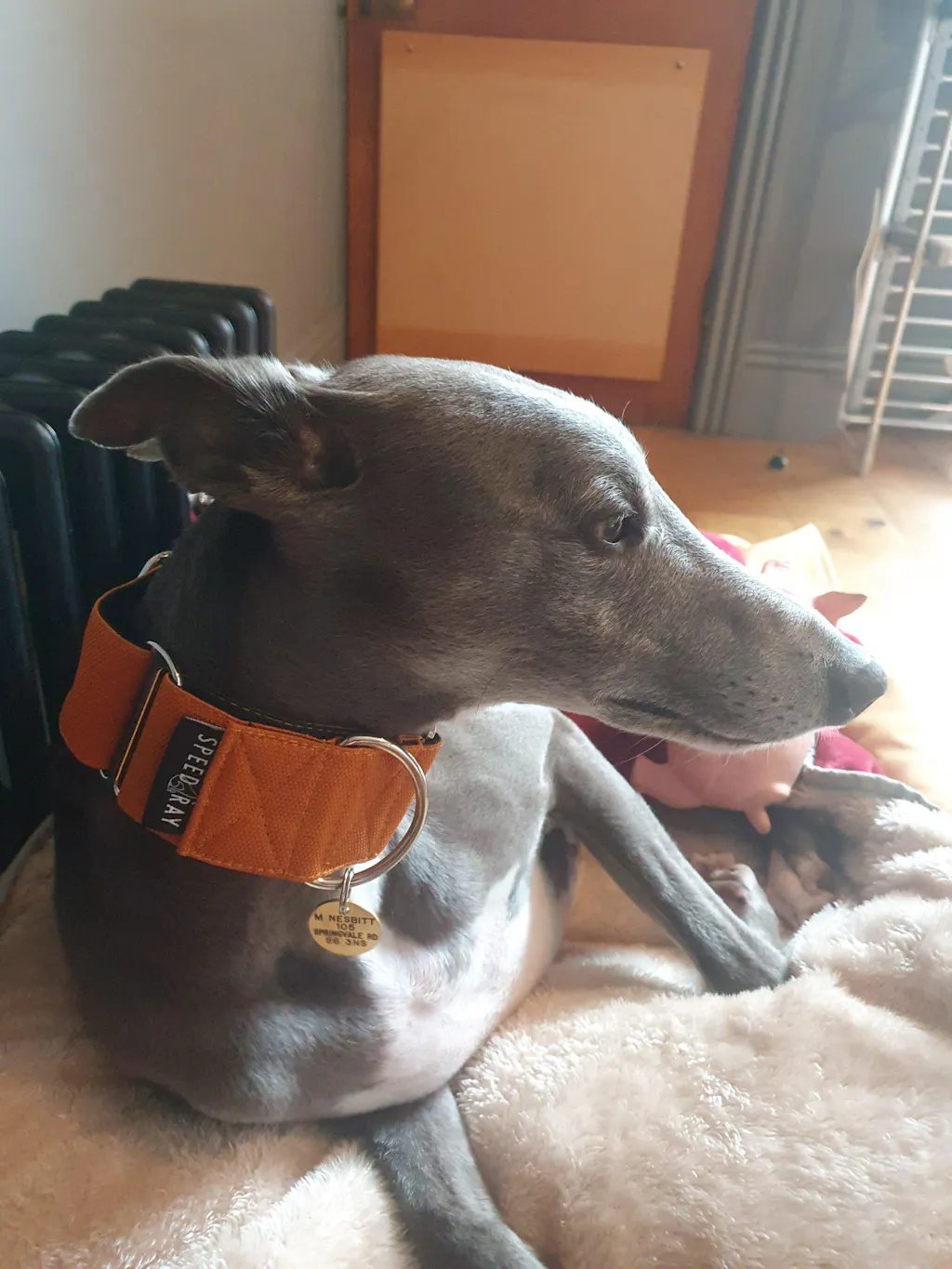THE ROXY Martingale Collars - In Stock