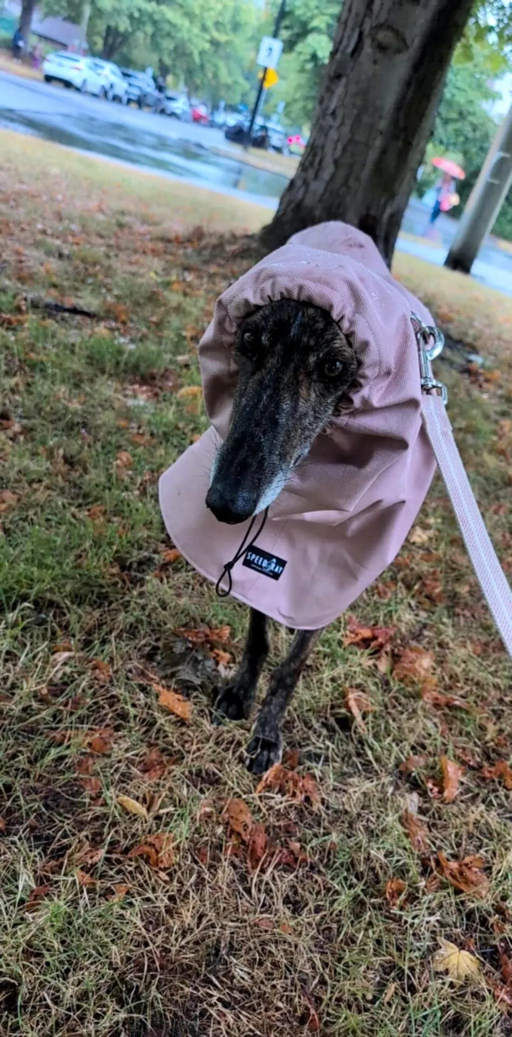 THE ELSA Lightweight, Water Resistant, Whippet Raincoat