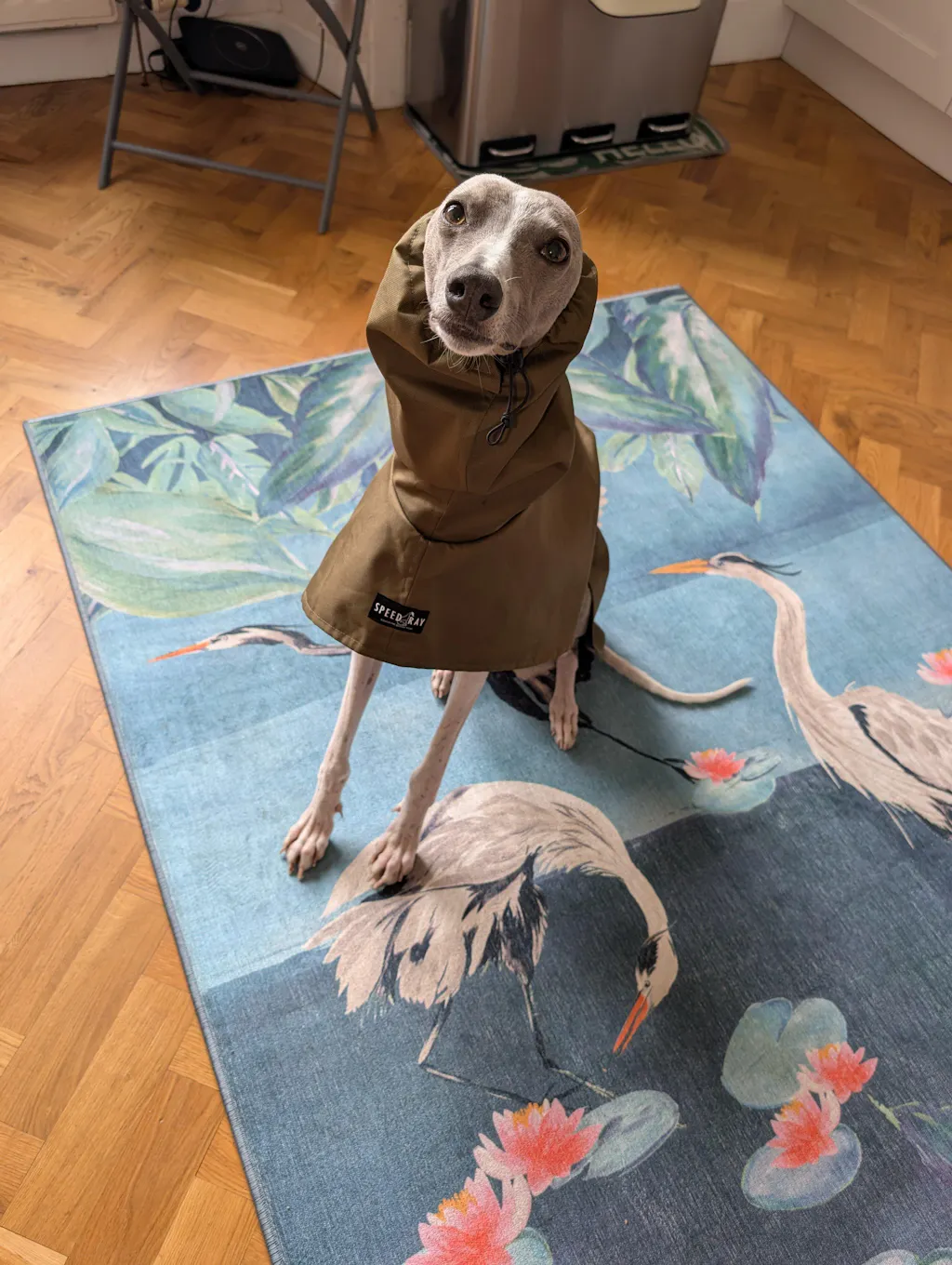 THE ELSA Whippet Raincoat - In Stock