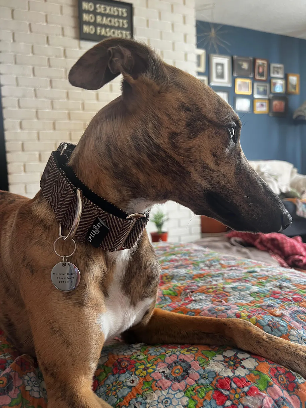 THE GEORGE Tweed Martingale Collar