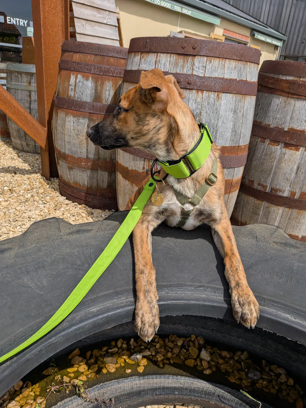 THE TEGAN Martingale collar