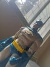 CT KO Mafex 186 Scarlet Spider-Man