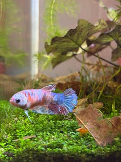 2Hr Aquarist APT 1