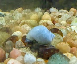 Blue Mystery Snail