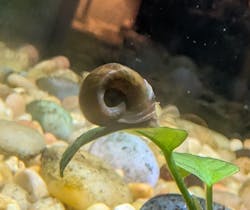 Assorted Ramshorn Snails (Planorbarius corneus)