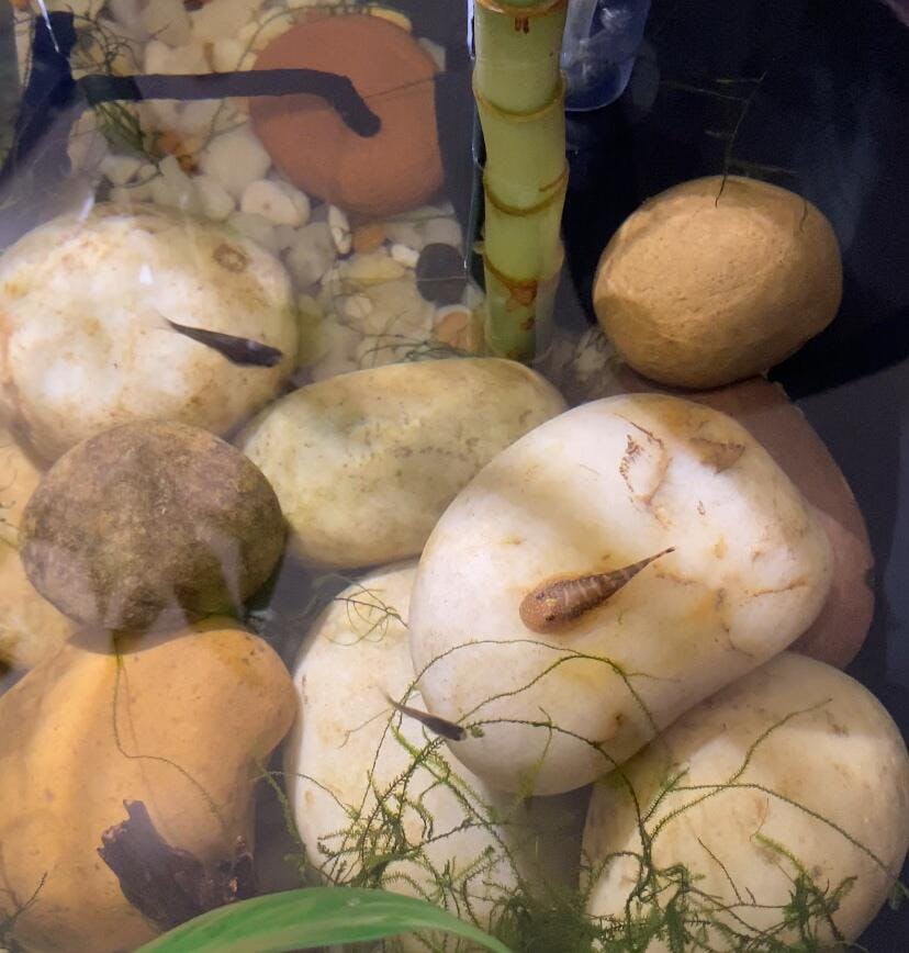 thumbnail image 2 of Hikari CLORAM-X (P) Ammonia Remover For Aquarium Tank – Splashy Fish 2 of 14