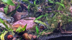 Dwarf Banded Loach