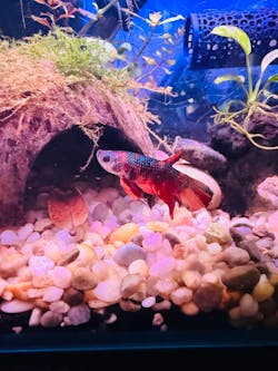 AB44 WYSIWYG Premium Koi Nemo Galaxy Male Plakat Betta Fish