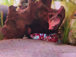 Halfmoon Plakat Koi Galaxy / Sorority Female Betta Fish