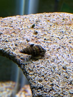 Assassin Snail (Anentome helena)