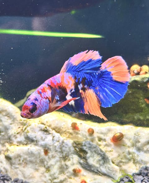 GB56 WYSIWYG Premium Giant Male Plakat Betta Fish