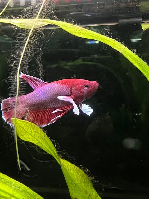 A25 WYSIWYG Dumbo Lavender Plakat Male Betta Fish