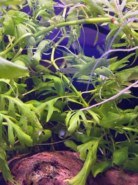 Norman's Lampeye Killifish