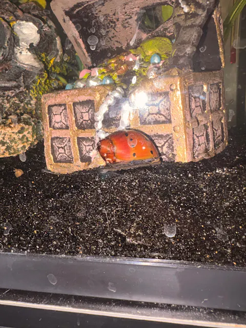 Red Racer Nerite Snail