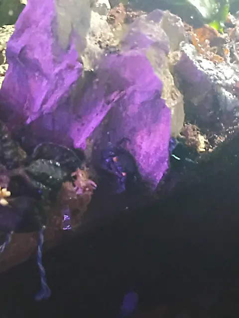 Purple Vampire Crab