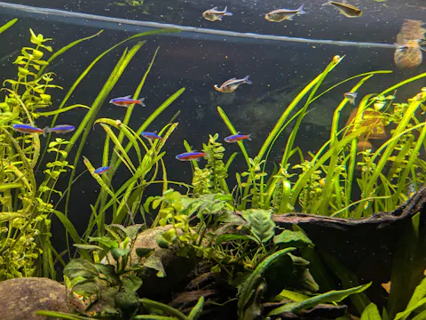 Cardinal Tetra Fish