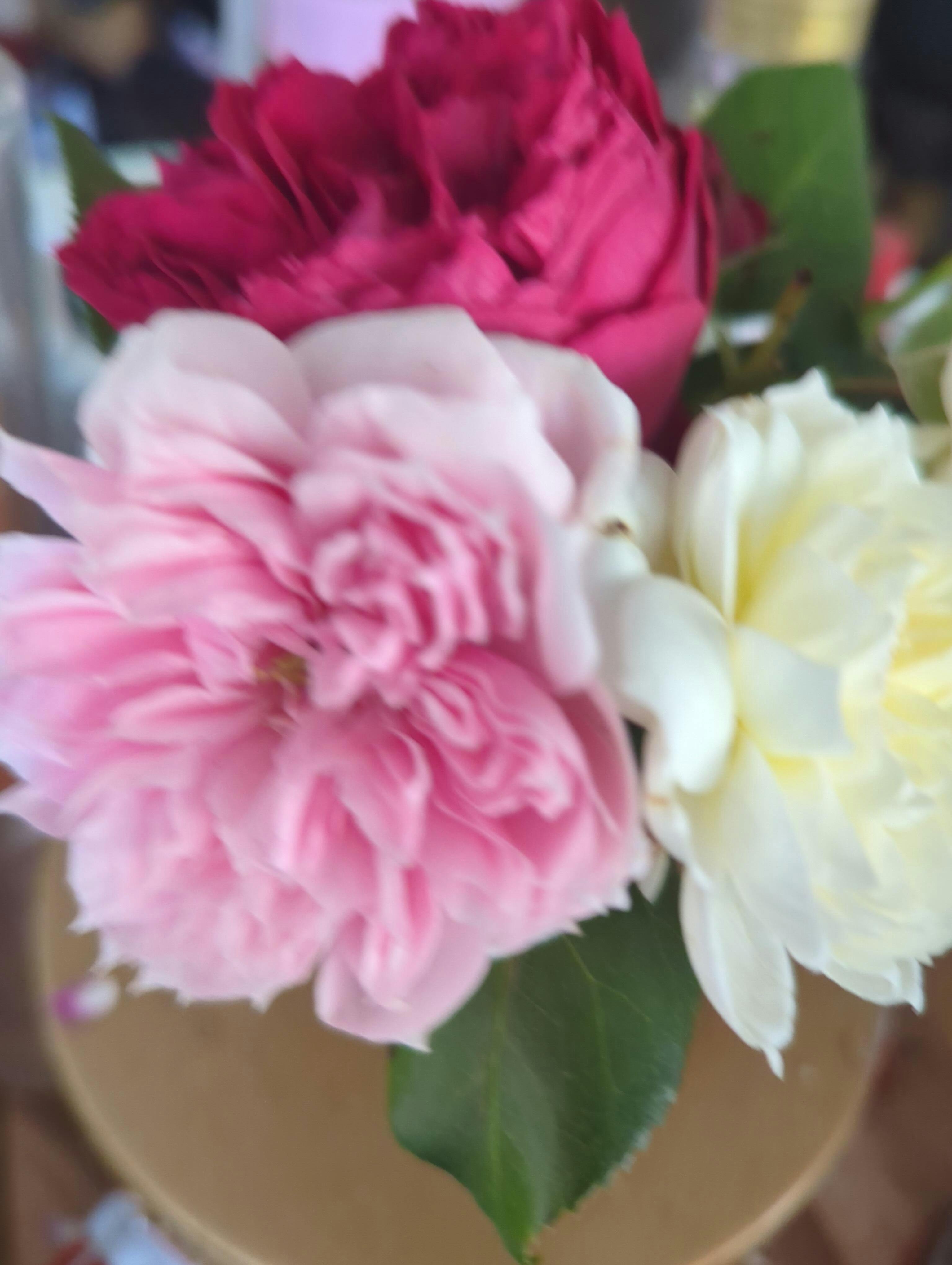 rose 9/11ご購入 SPJ029，Cecil de volanges 蝶之舞, Japanese Shrub Rose. Heat