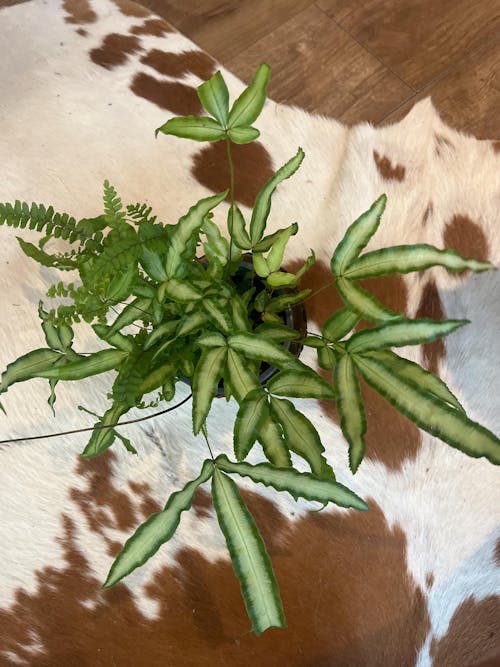 Pteris cretica 'Albolineata' - Ribbon Fern
