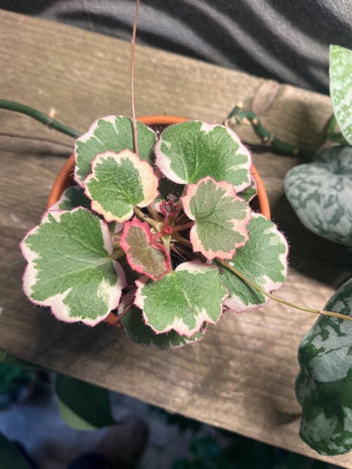 Saxifraga stolonifera 'Variegata' - Strawberry Begonia